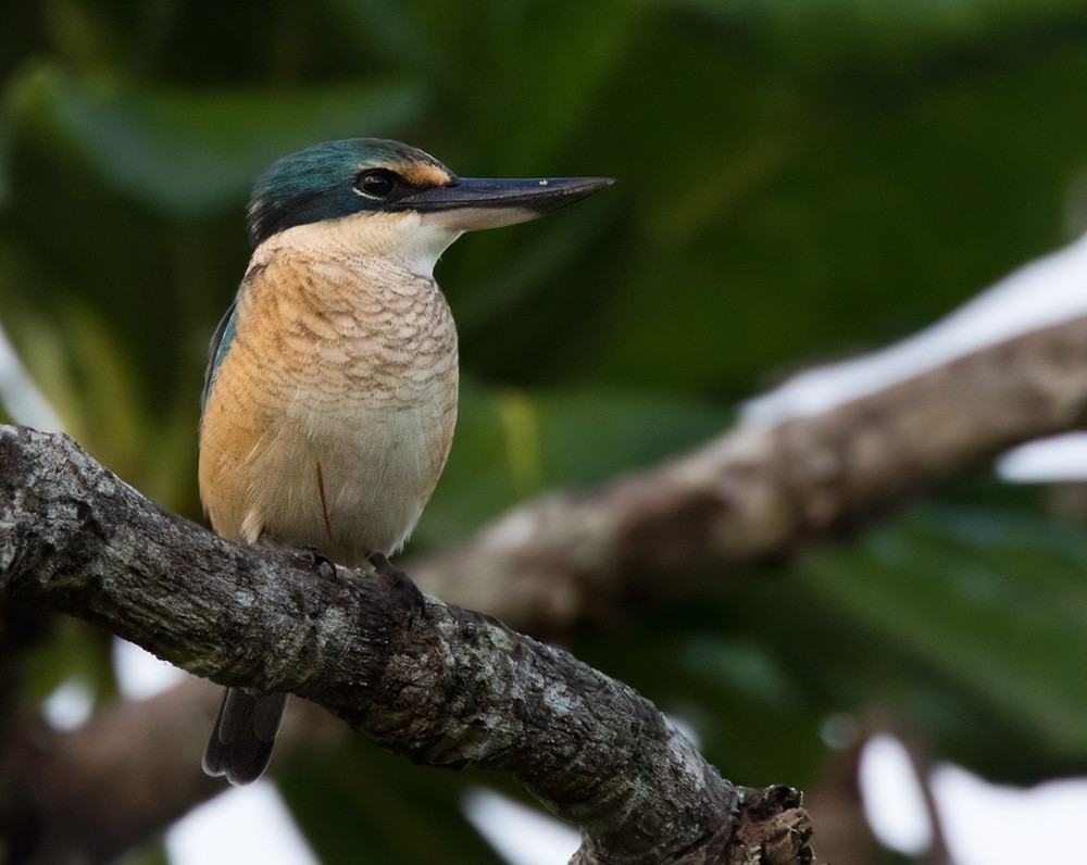Sacred Kingfisher (Australasian) - Lars Petersson | My World of Bird Photography
