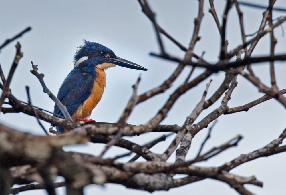 Common Kingfisher (Cobalt-eared) - Lars Petersson | My World of Bird Photography