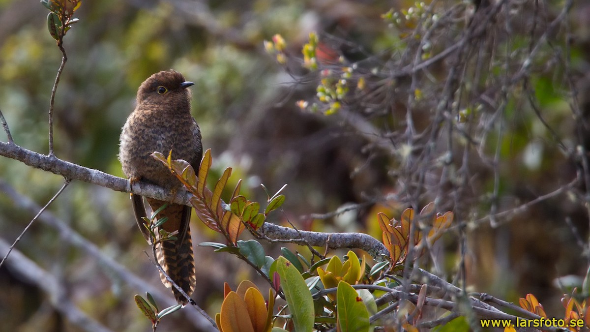 Fan-tailed Cuckoo - Lars Petersson | My World of Bird Photography