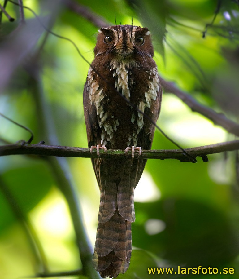 Feline Owlet-nightjar - Lars Petersson | My World of Bird Photography