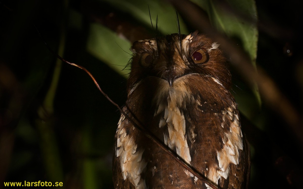 Feline Owlet-nightjar - ML205903461