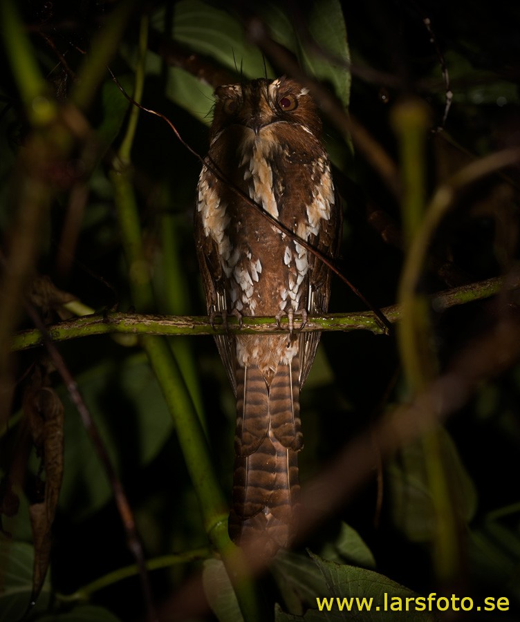 Feline Owlet-nightjar - ML205903471