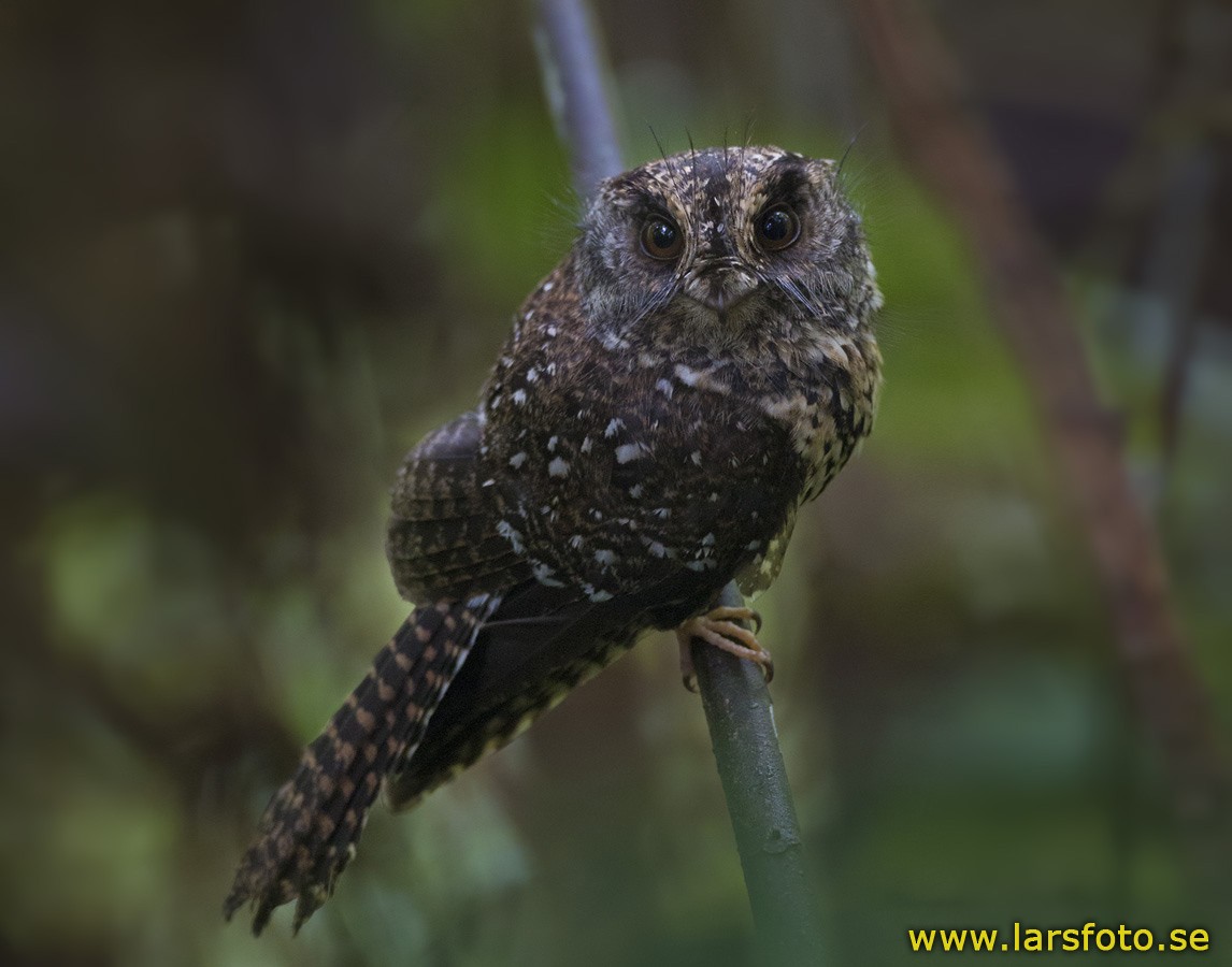 Mountain Owlet-nightjar - Lars Petersson | My World of Bird Photography