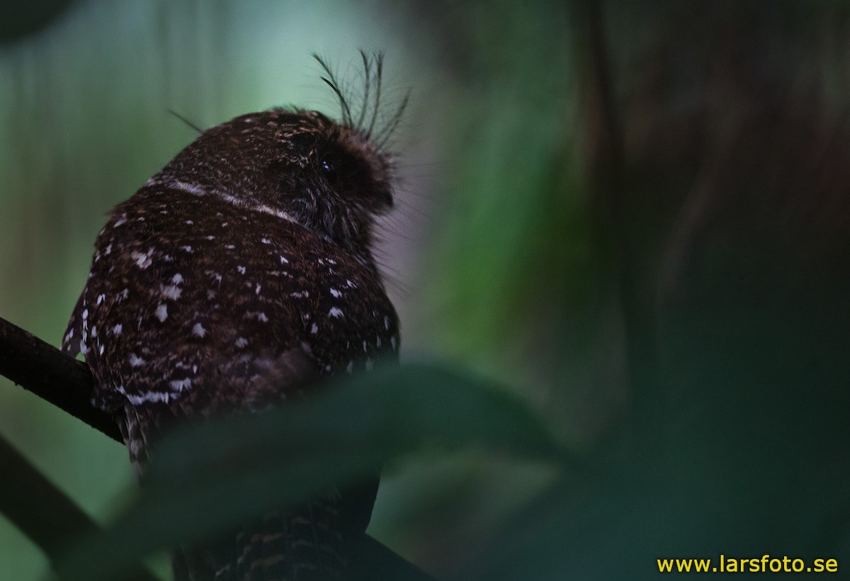 Mountain Owlet-nightjar - Lars Petersson | My World of Bird Photography