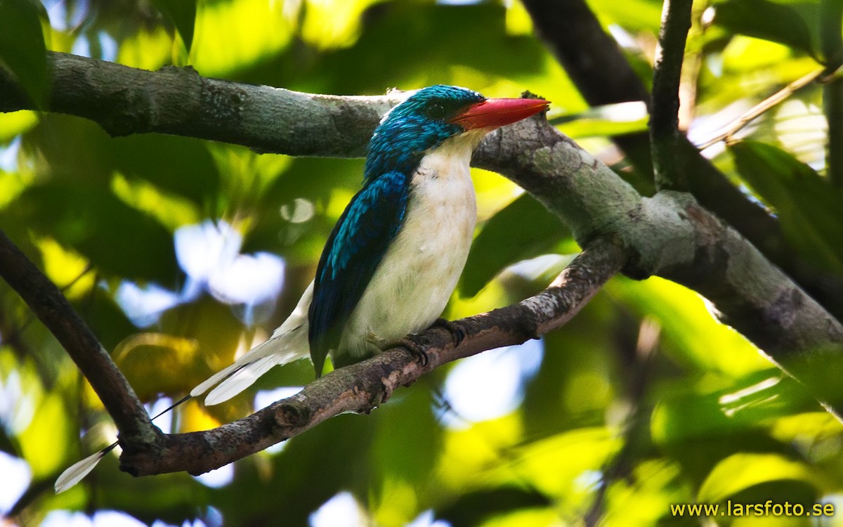 Biak Paradise-Kingfisher - Lars Petersson | My World of Bird Photography