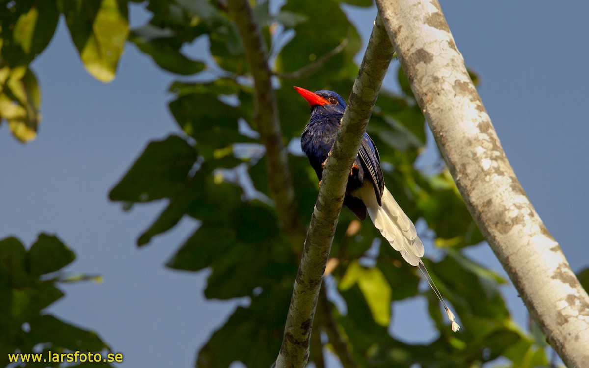 Numfor Paradise-Kingfisher - Lars Petersson | My World of Bird Photography