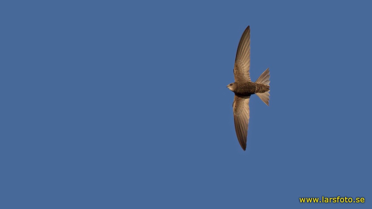 Pallid Swift - Lars Petersson | My World of Bird Photography