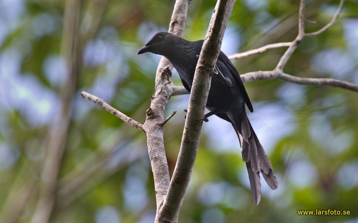 Long-tailed Starling - ML205903911