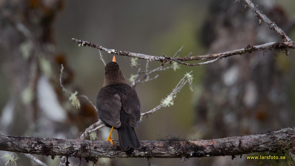 Island Thrush (Jayawijaya) - Lars Petersson | My World of Bird Photography
