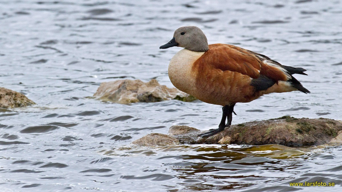 South African Shelduck - Lars Petersson | My World of Bird Photography