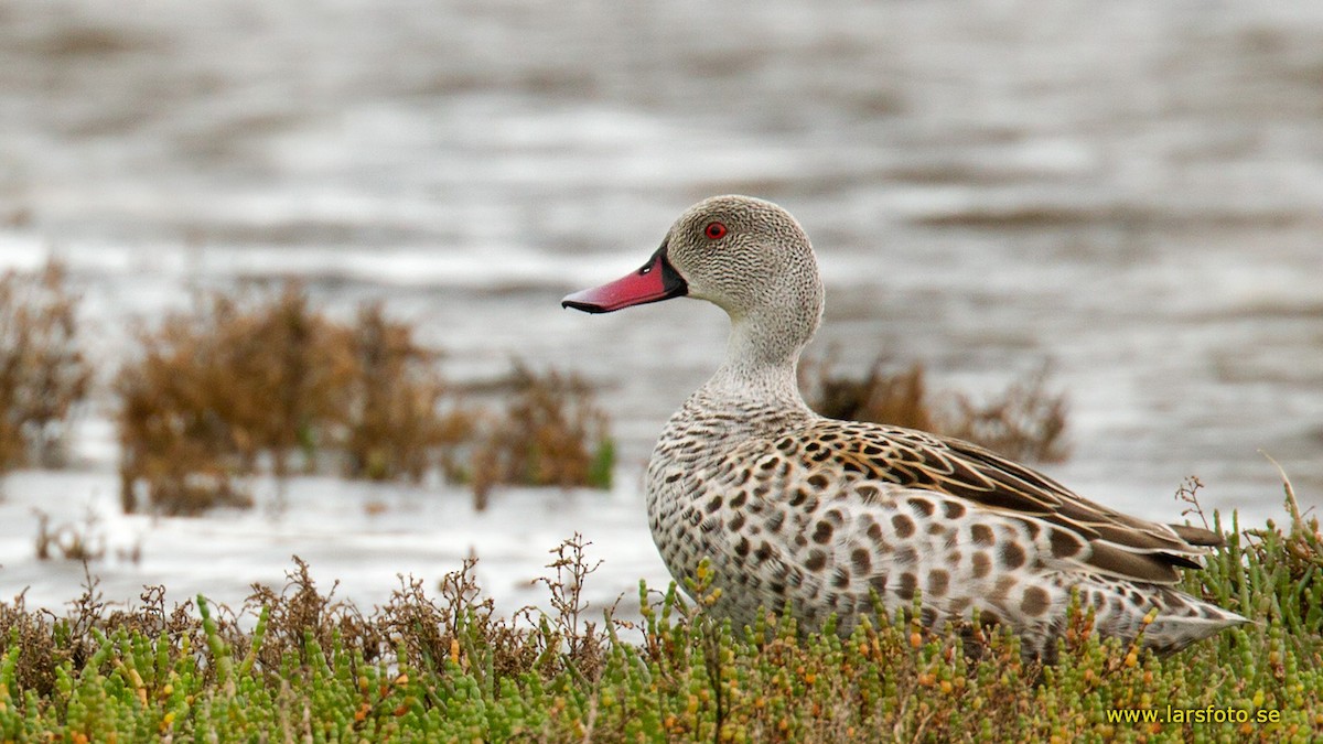Cape Teal - Lars Petersson | My World of Bird Photography