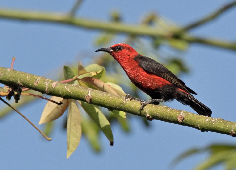 kardinalhonningeter (cardinalis gr.) - ML205904191