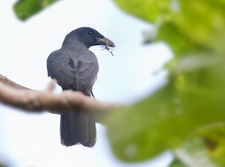  - North Melanesian Cuckooshrike