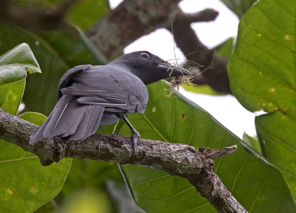 North Melanesian Cuckooshrike - Lars Petersson | My World of Bird Photography