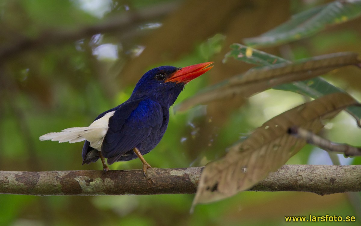 Numfor Paradise-Kingfisher - Lars Petersson | My World of Bird Photography