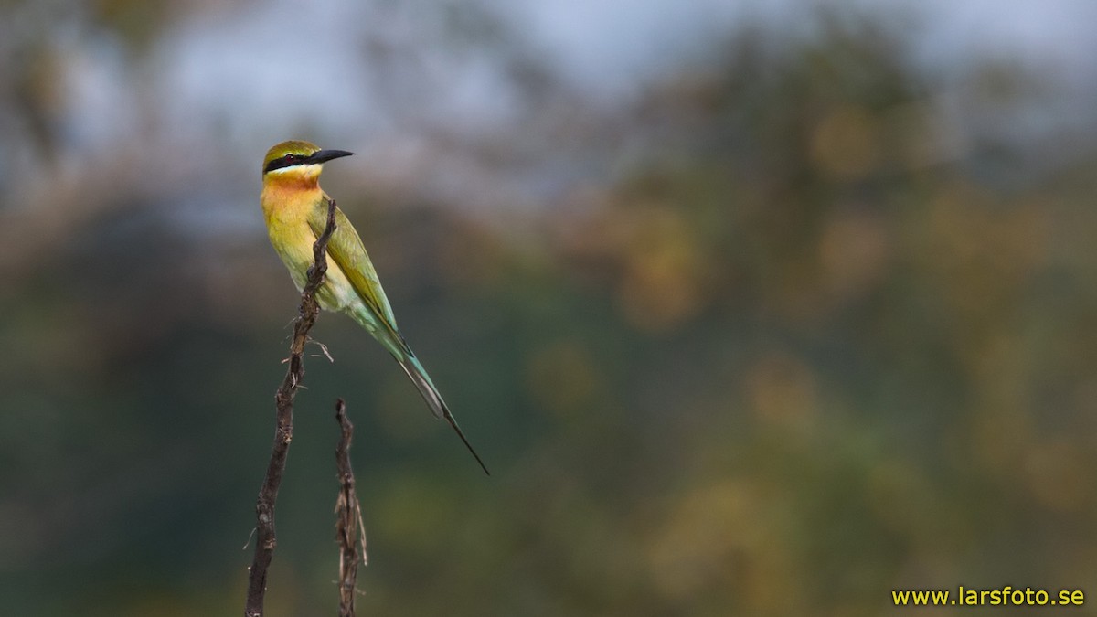 Blue-tailed Bee-eater - Lars Petersson | My World of Bird Photography