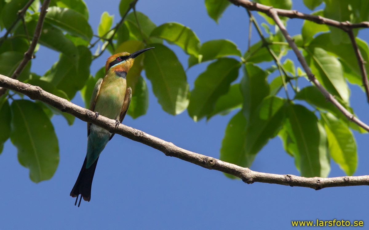 Rainbow Bee-eater - ML205904471