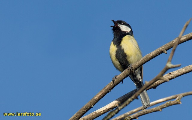 Adult frontal view (subspecies <em class="SciName notranslate">ecki</em>). - Great Tit (Great) - 