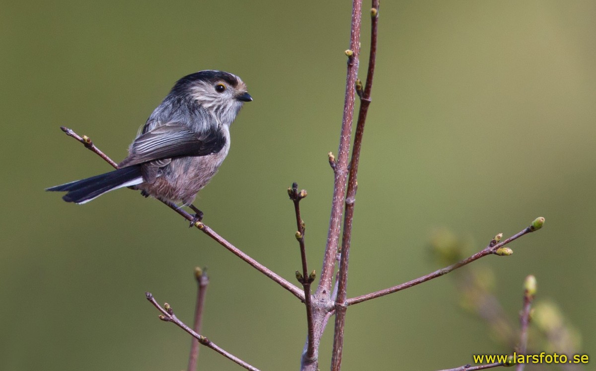 Long-tailed Tit (alpinus Group) - Lars Petersson | My World of Bird Photography