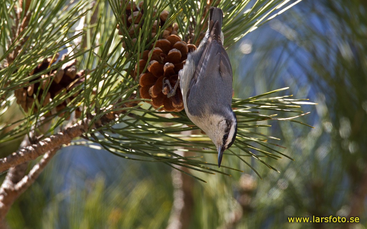 Corsican Nuthatch - ML205904841