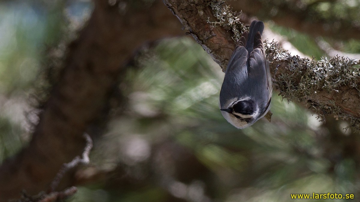 Corsican Nuthatch - Lars Petersson | My World of Bird Photography