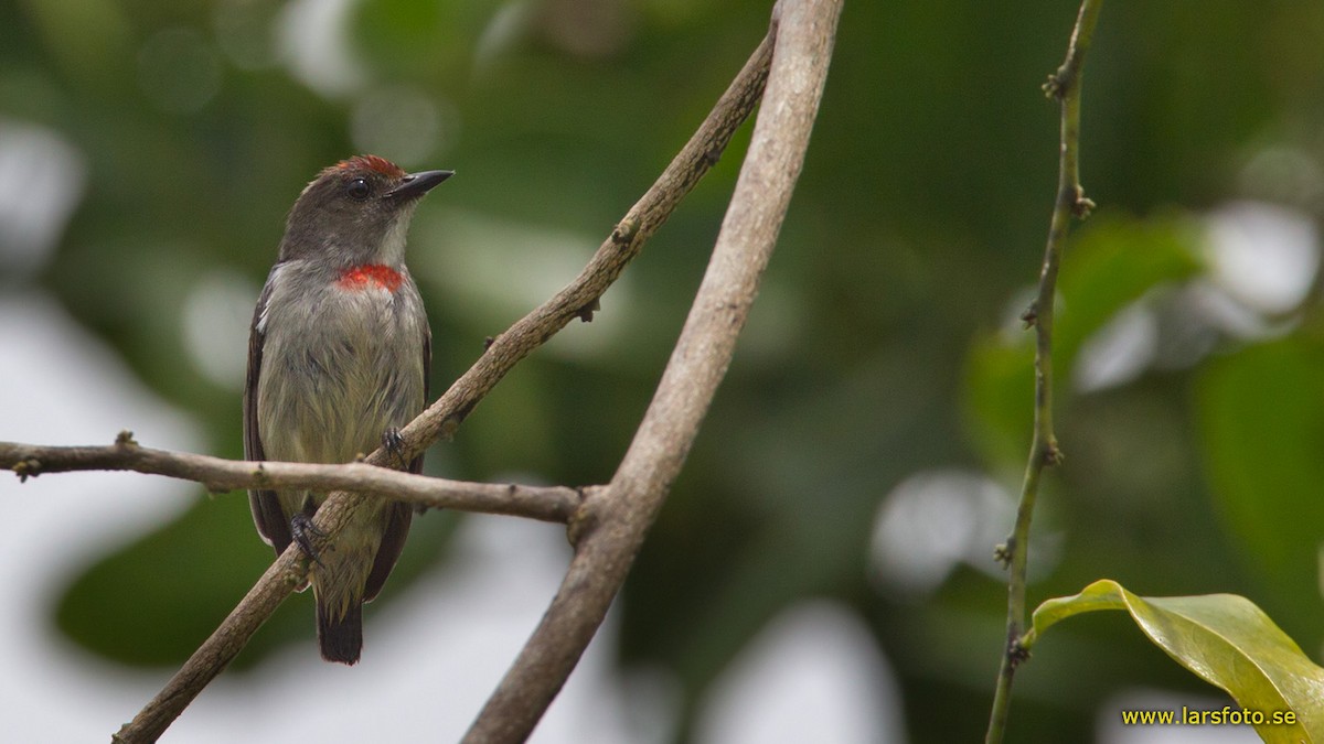 Red-capped Flowerpecker - Lars Petersson | My World of Bird Photography