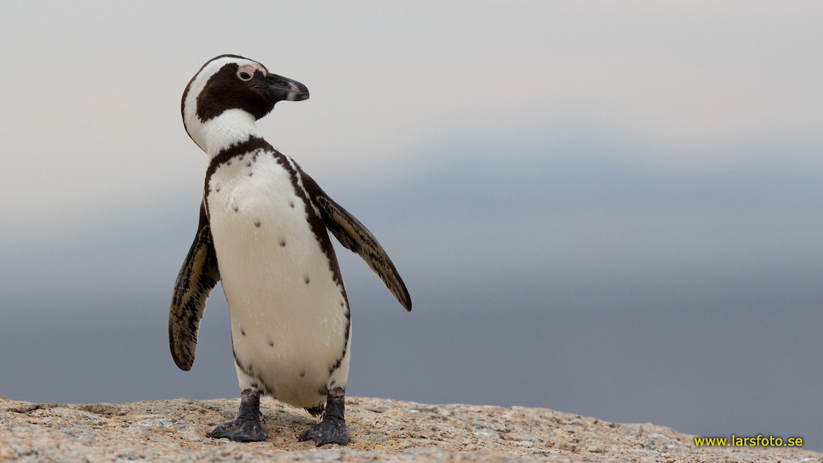 African Penguin - Lars Petersson | My World of Bird Photography