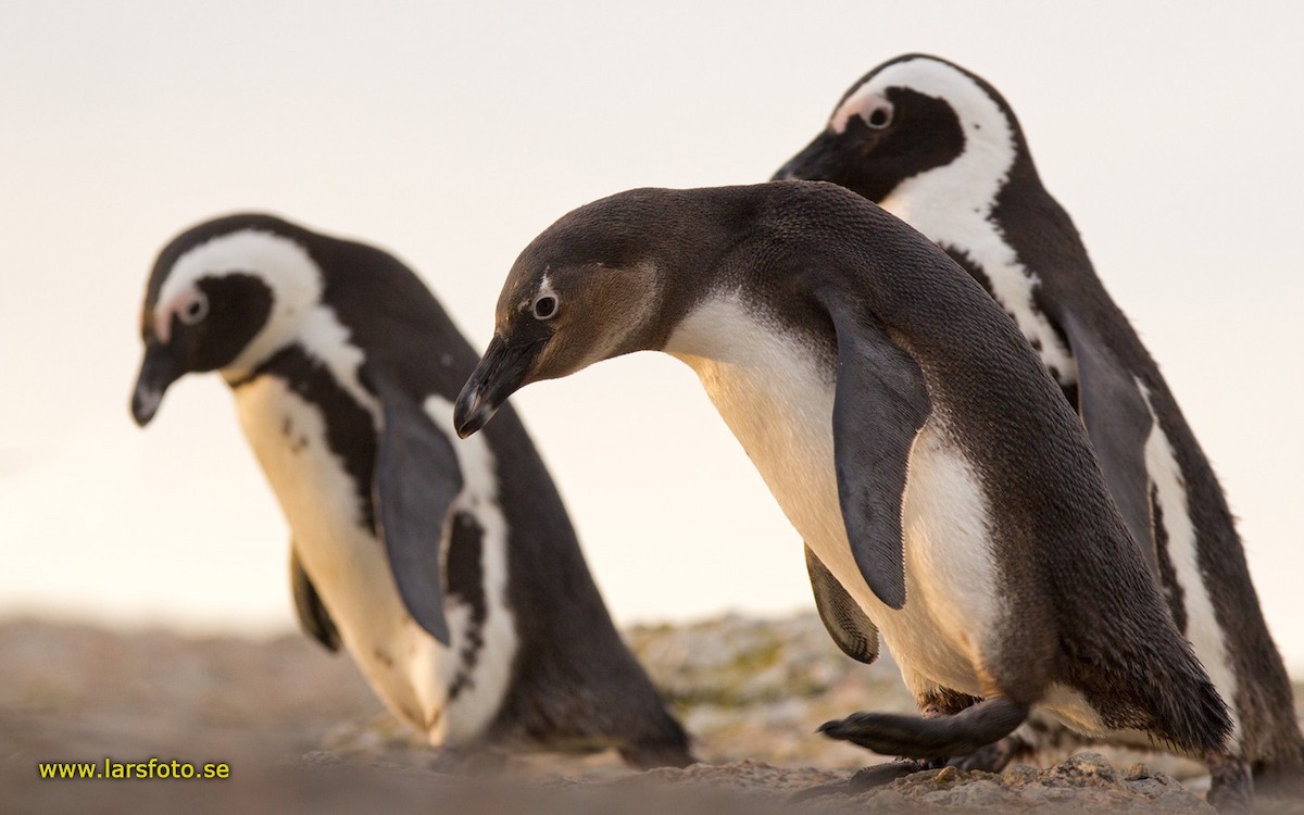 African Penguin - Lars Petersson | My World of Bird Photography