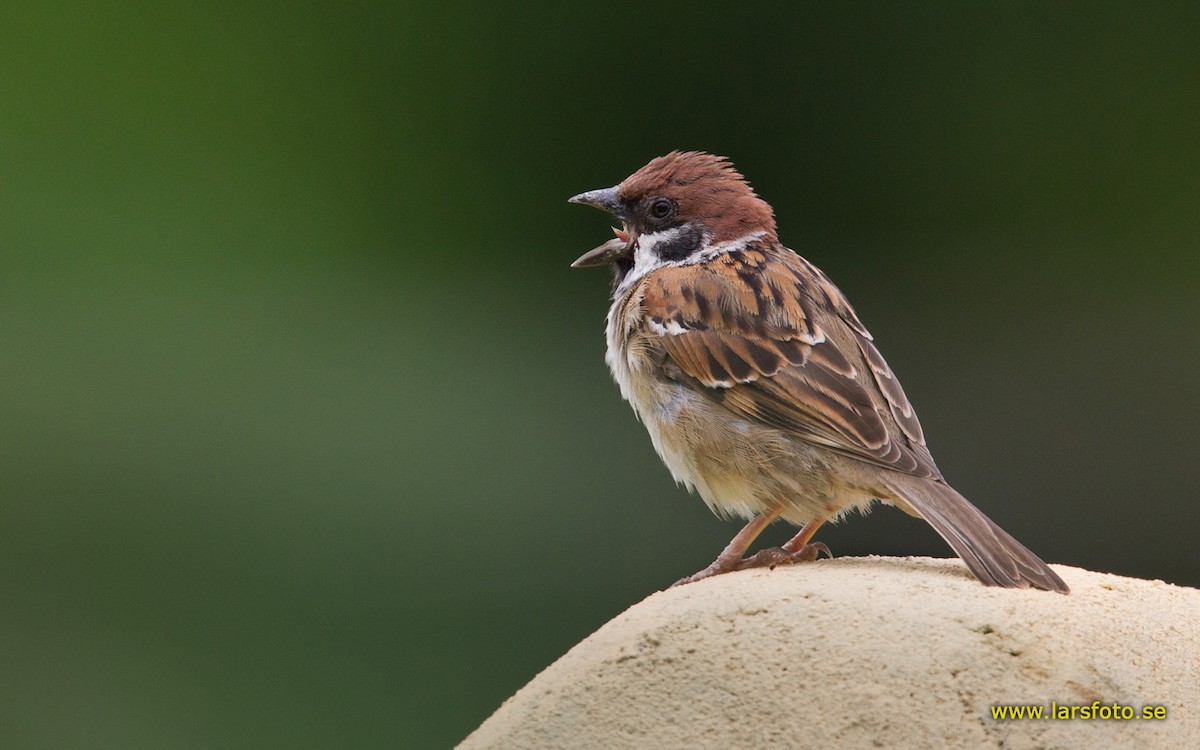 Eurasian Tree Sparrow - ML205905091