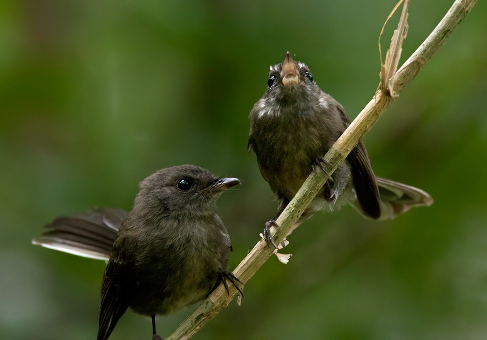 Rennell Fantail - Lars Petersson | My World of Bird Photography