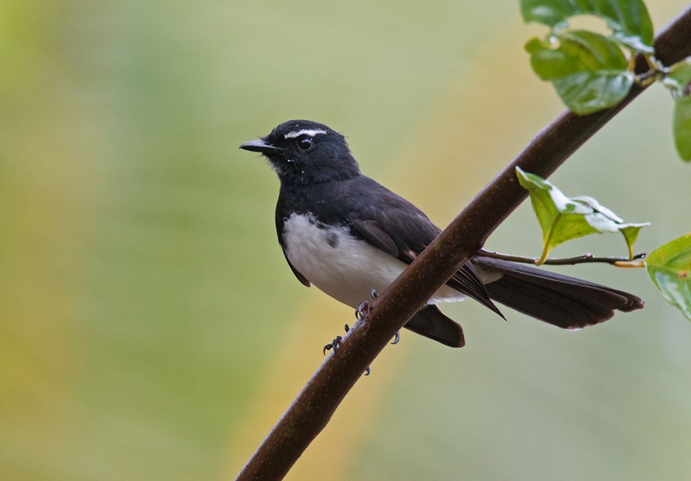 Willie-wagtail - Lars Petersson | My World of Bird Photography