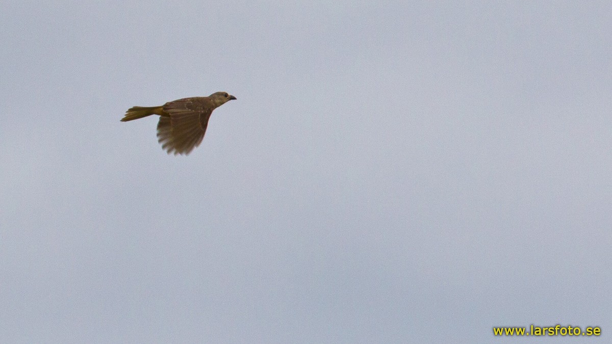 Fawn-breasted Bowerbird - ML205905391
