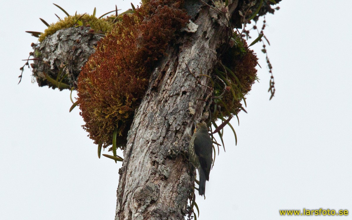 Papuan Treecreeper - Lars Petersson | My World of Bird Photography