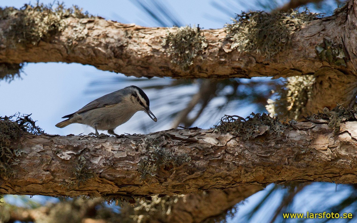 Corsican Nuthatch - Lars Petersson | My World of Bird Photography