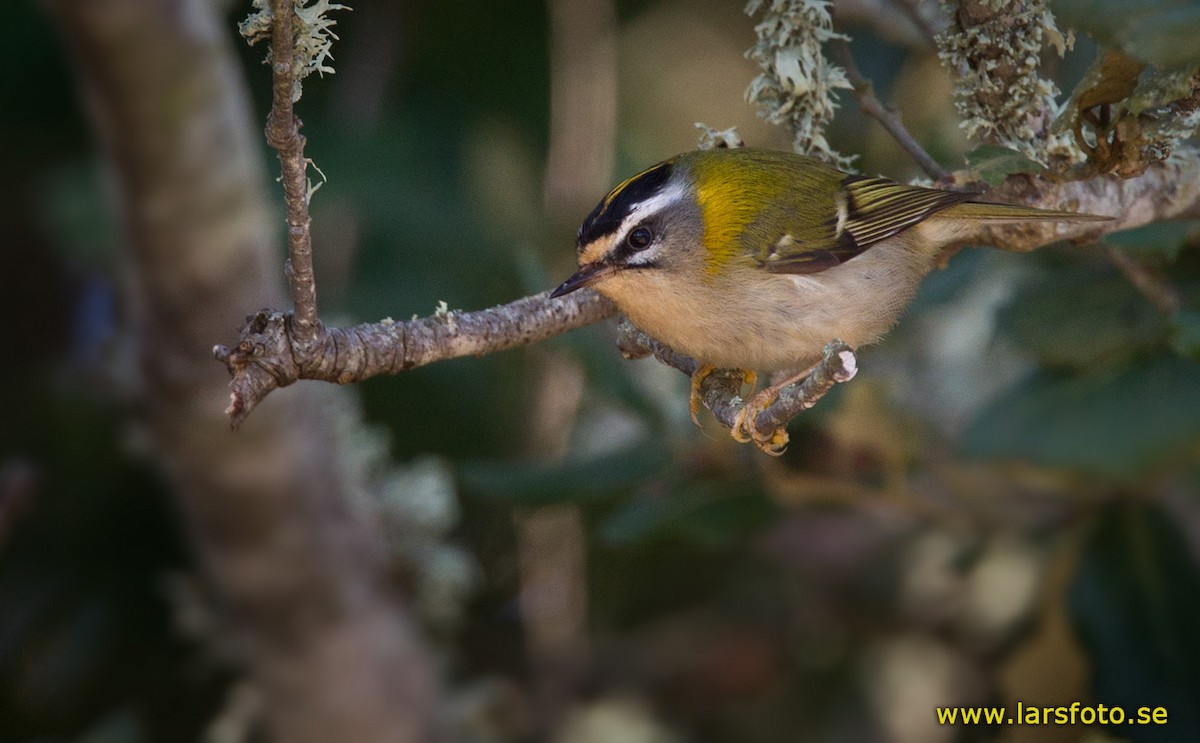 Common Firecrest - Lars Petersson | My World of Bird Photography