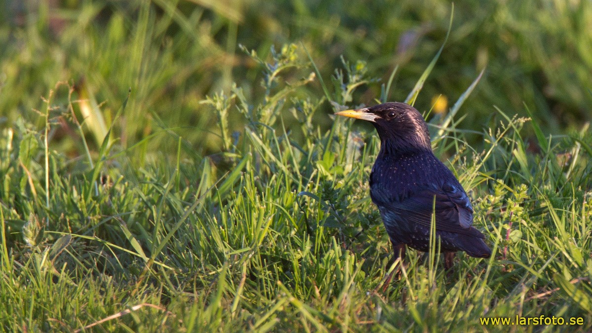 Spotless Starling - Lars Petersson | My World of Bird Photography