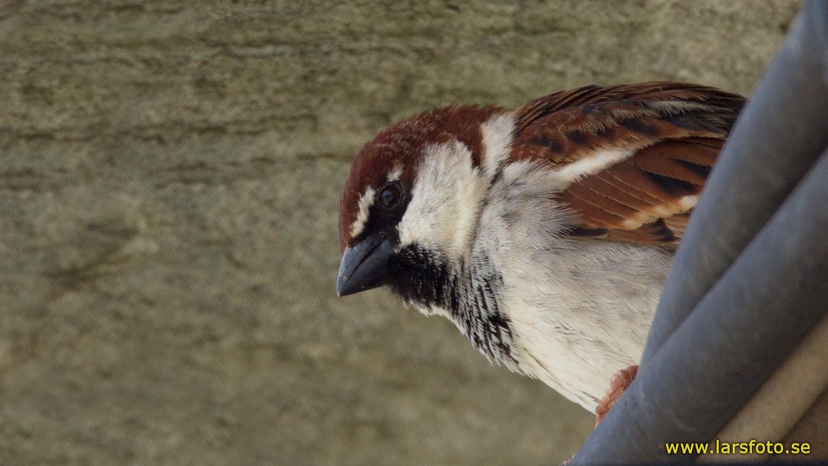 Italian Sparrow - ML205905741