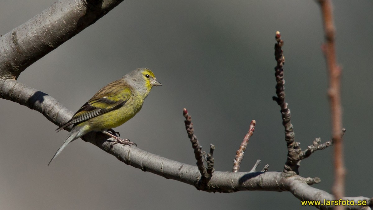 Corsican Finch - Lars Petersson | My World of Bird Photography