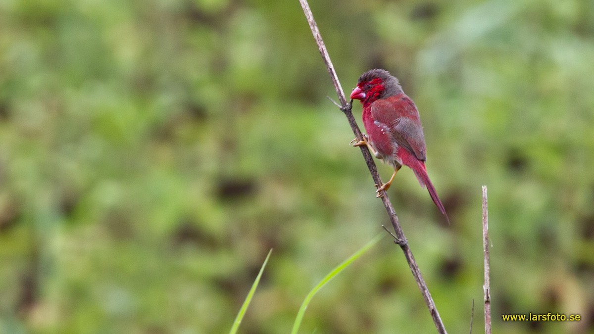 Crimson Finch (White-bellied) - Lars Petersson | My World of Bird Photography