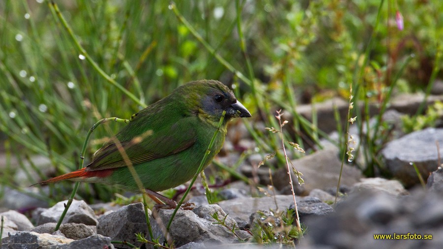 Papuan Parrotfinch - eBird