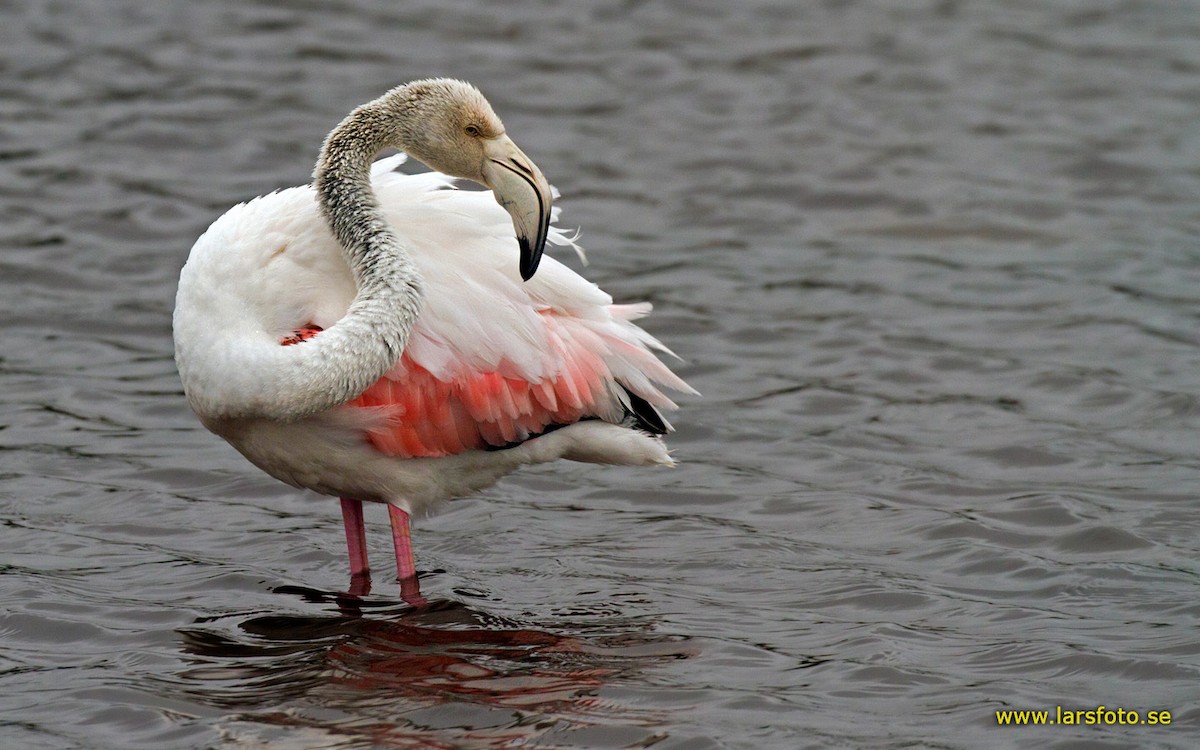 Greater Flamingo - ML205905901