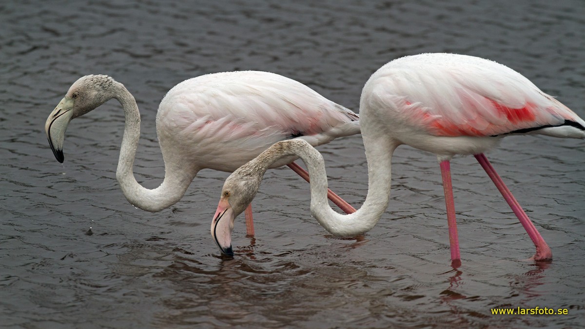 Greater Flamingo - ML205905911