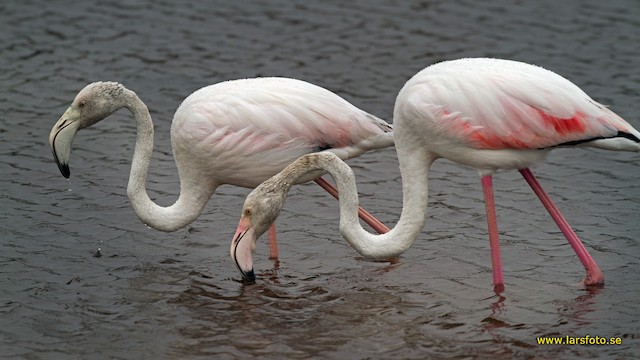 Probable Second (left) and Third (right) Basic Greater Flamingos - Greater Flamingo - 