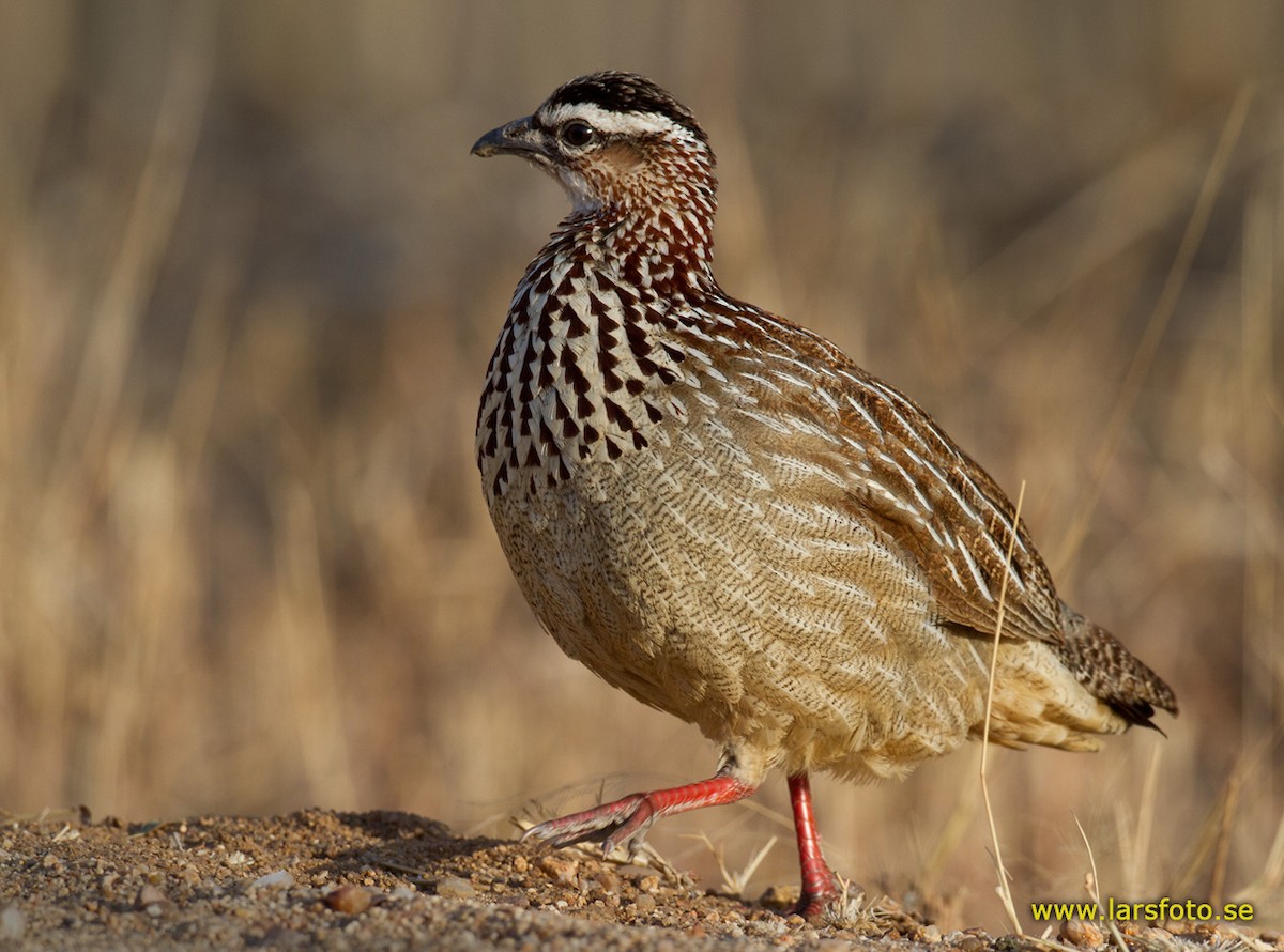 Crested Francolin (Crested) - Lars Petersson | My World of Bird Photography