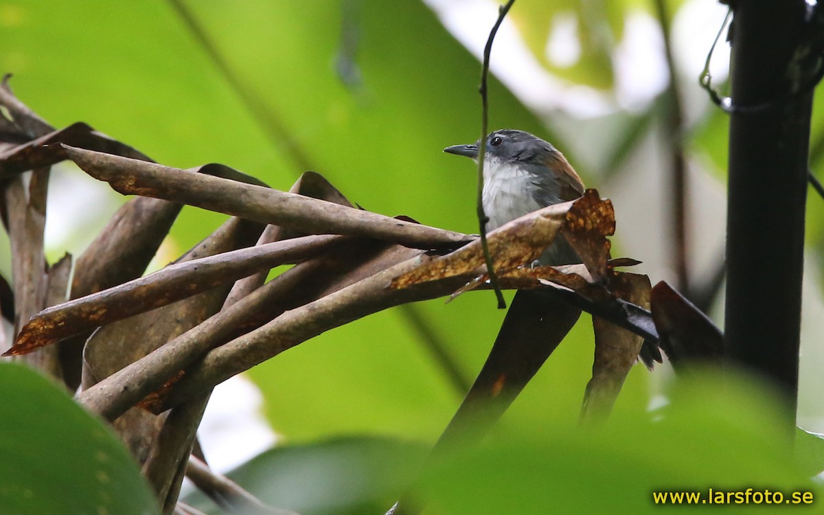 White-breasted Babbler - Lars Petersson | My World of Bird Photography