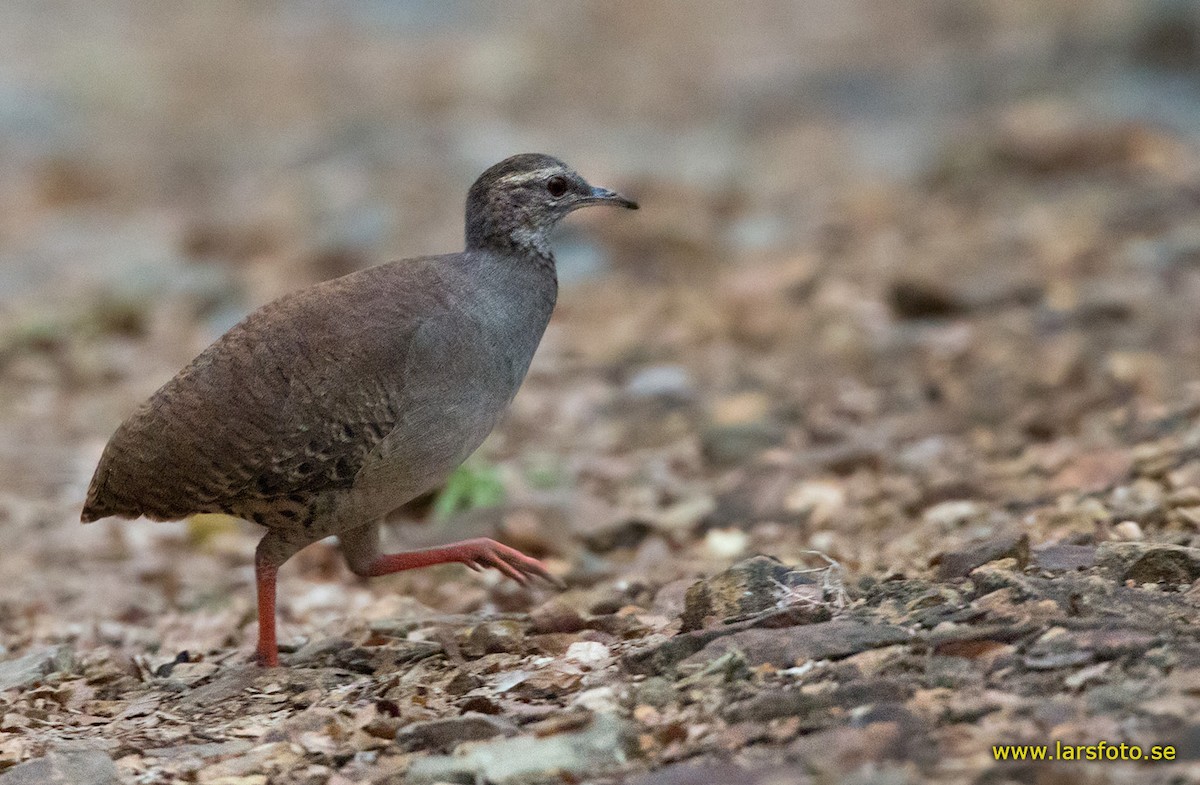 Pale-browed Tinamou - Lars Petersson | My World of Bird Photography