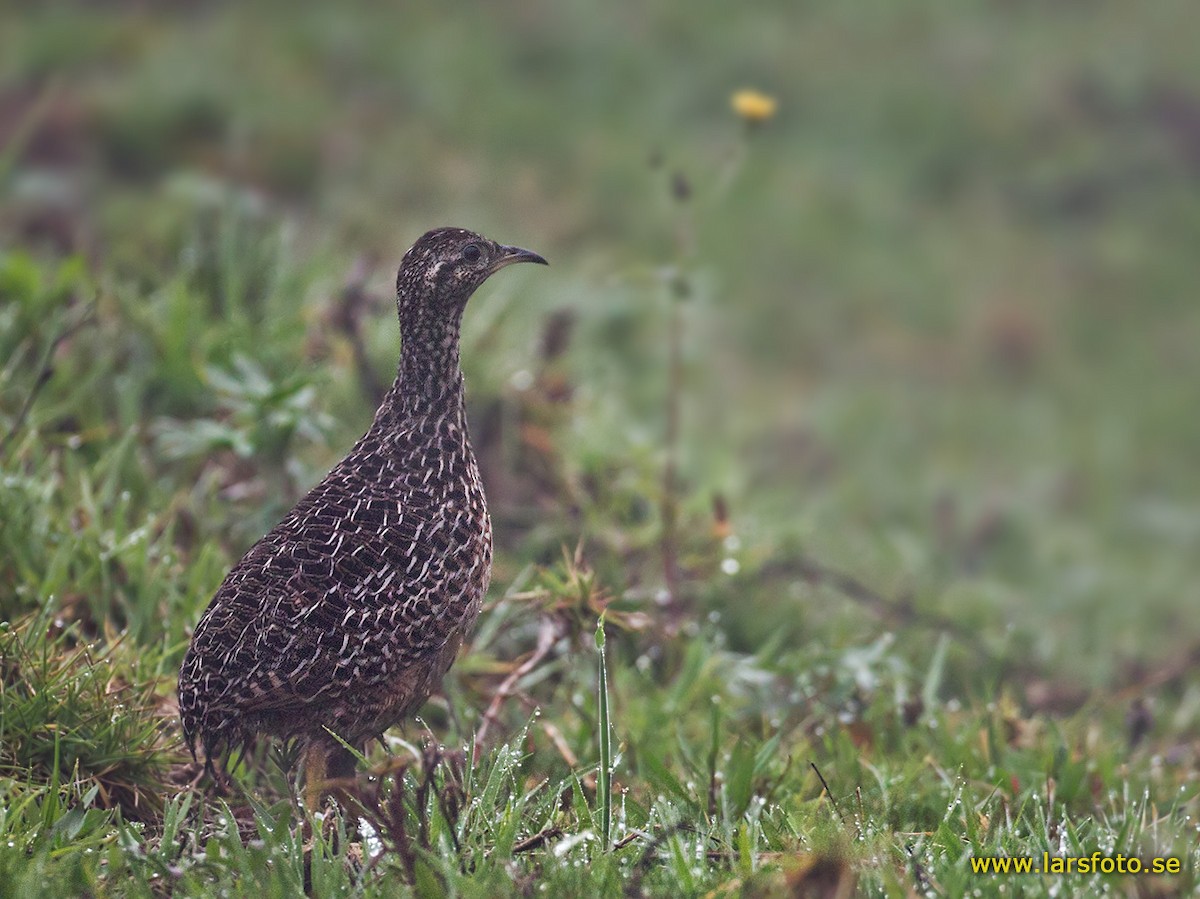 Curve-billed Tinamou - Lars Petersson | My World of Bird Photography