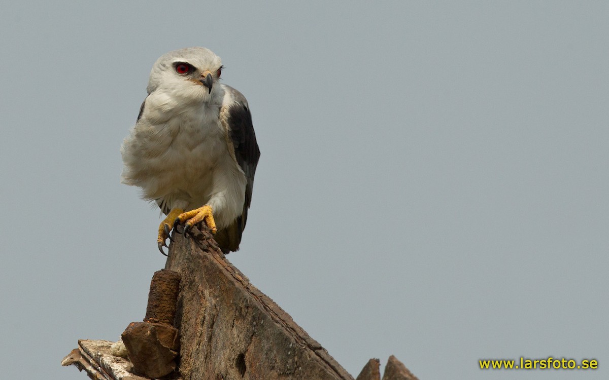 Black-winged Kite (African) - Lars Petersson | My World of Bird Photography