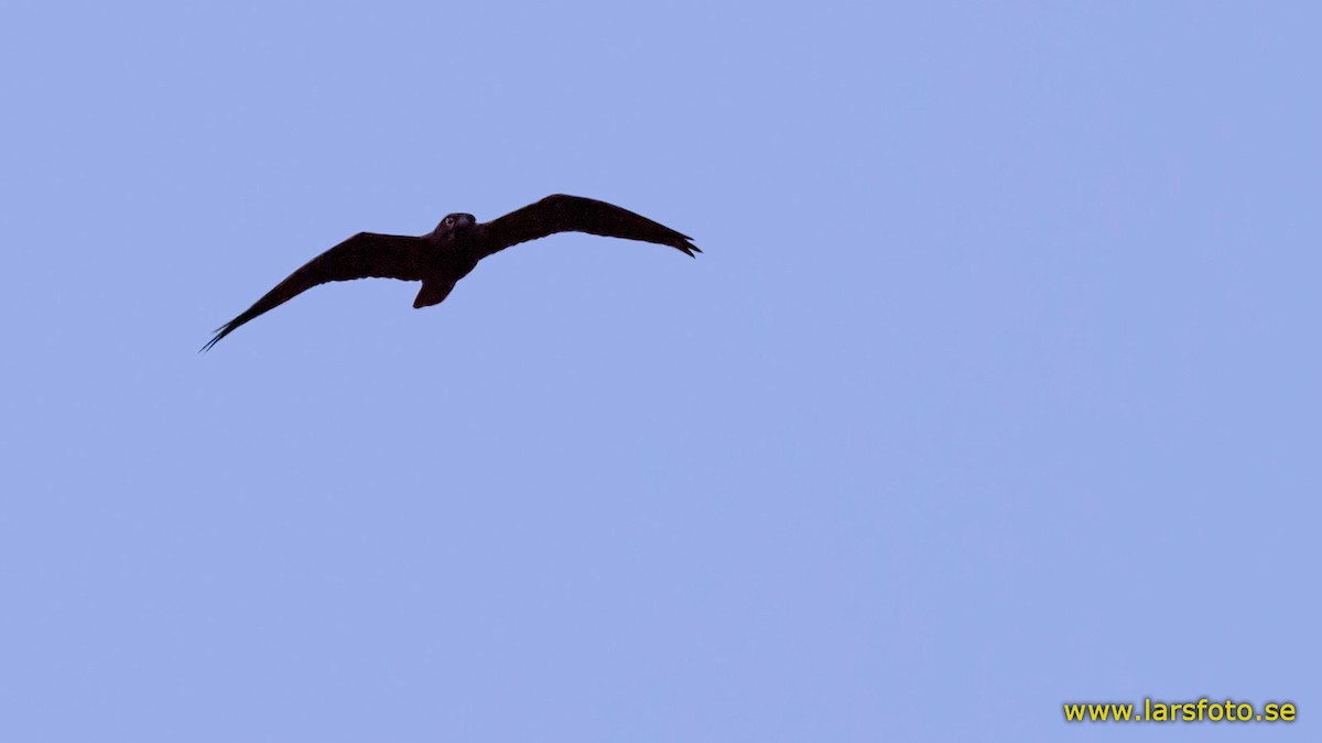 Bat Hawk - Lars Petersson | My World of Bird Photography