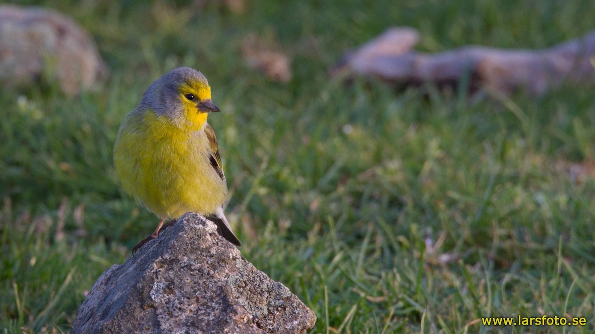 Corsican Finch - Lars Petersson | My World of Bird Photography